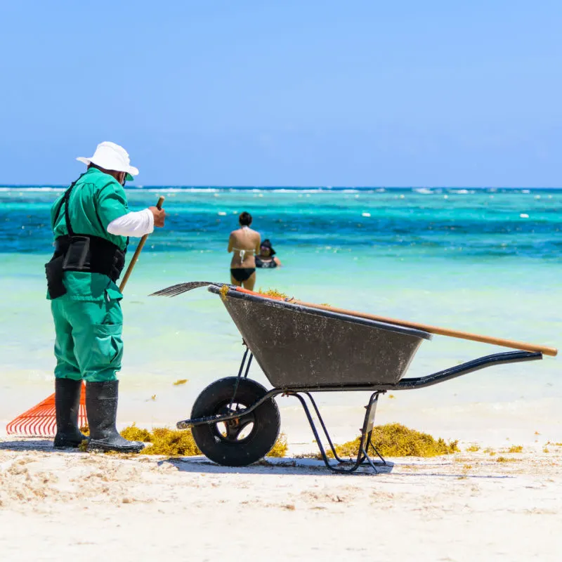 beach cleaner | mexico | sargassum seaweed
