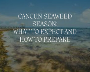 cancun seaweed season: what to expect and how to prepare
